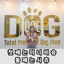 패턴세종 | 세종 시츄 분양 후기,1년 만에 둘째를 데리러 온 가족