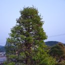 에그리나 이미지