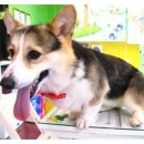 마리애견 이미지