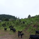 달뜨기흑염소목장 이미지