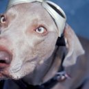 21세기동물병원 이미지