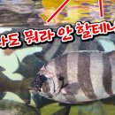 홍익리자드