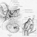 biliary system(담도계) 이미지