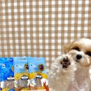 앤투게더펫 | 웰투게더에서 알파펫 시리즈 맛보았옹!