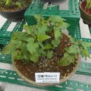 산약초 동의보감 이미지