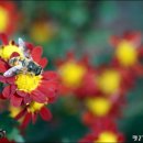 [그저 찰칵] 익산 천만송이국화축제 이미지