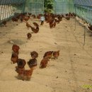 범수네농장 이미지