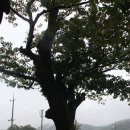 순천-36호 Daum카페