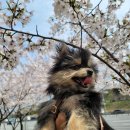 (주)코펫스쿨 이미지