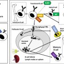 Re: 파킨슨 B cell 자가면역 염증 ... 2022 논문.. 이미지