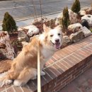올바른참견 | 강아지 방문교육 올바른참견에서 문제 행동교정 후기