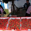 아라주는딸기영농조합법인 이미지