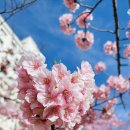 벚꽃의 계절🌸가와즈 사쿠라 이미지