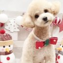 써니애견 미용실 이미지