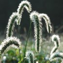 강아지풀 이미지