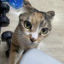 회계 노베이스 제 58회 신용분석사 동차 합격 후기