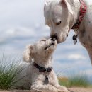 강아지의 하루 이미지