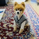 보들 반려견 미용실 | 애견미용실추천/평촌안양강아지미용실추천/내돈내산/솔직후기/보들반려견미용실/평촌애견미용