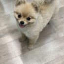 네발친구 이미지