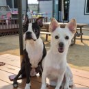 뛰뛰 강아지 놀이터 이미지