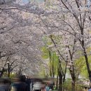 숨은길 | 성내천 벚꽃길 산책 후기, 서울 숨은 벚꽃 명소