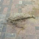 영중초등학교병설유치원 이미지