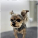 뽀그리독 이미지