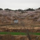 매실농장 이미지