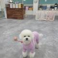 486 Dogcamp 네이버블로그
