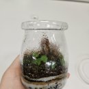 달리풀 이미지