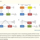 quorum sensing 발효 '박테리아 정족수 감지' 유전자 조절 통시적 탐구!! 이미지
