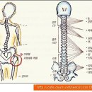 척추의 위치 및 신경의 기능 이미지
