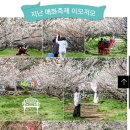 봄꽃힐링투어 이미지