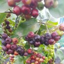 한원섭농장 이미지