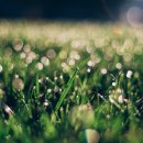 아침이슬 이미지