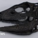 JUST DOG | [어커봅잉글리쉬 원주점]_Dog-sized dinosaur that ran around feet of giants discovered