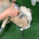 루다네 까까 이미지