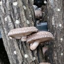 귀산 농장 이미지