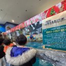 대전아쿠아리움 | 물범 보러 간 대전 아쿠아리움(보문산) 방문 후기