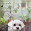 울알라애견미용
