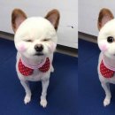 아담스펫살롱 이미지