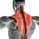 UPPER GYM | [양정헬스 | 양정PT] 운동할 때 목만 뻐근한 원인