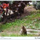 안녕고양이 이미지