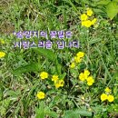 솜사랑 이미지