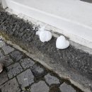 (주)노스빌골프랜드 | 에코랜드호텔 2박3일 후기 8살제주도여행