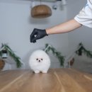 화이트켄넬(white-kennel) 이미지
