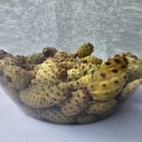 김정연농장 이미지