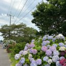 노은숲 행정사무소 | 제주 수국 명소 안덕면사무소 수국길과 숲놀이터 켄싱턴리조트 서귀포점 야외수영장 폭우