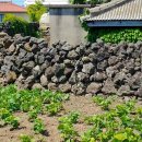 제주 올레길 15코스 A 이미지