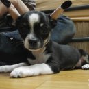 달봉이네 이미지